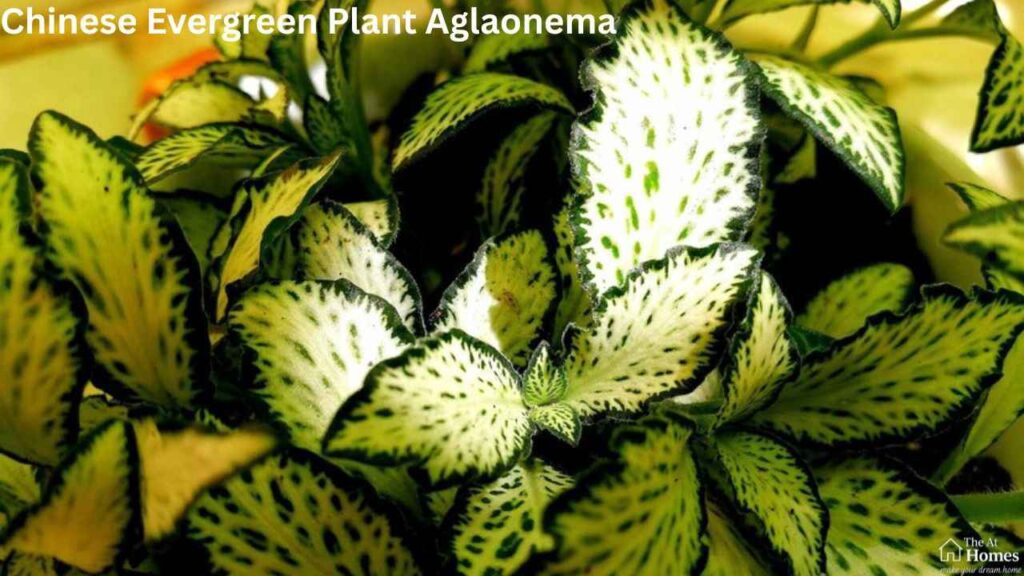 Chinese Evergreen Plant Aglaonema